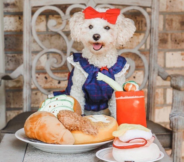 Barking Brunch Collection 5-pc Set